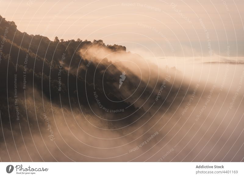 Bäume auf einem Berg im Nebel bei Sonnenaufgang Baum Berge u. Gebirge pedriza Natur Umwelt Ökologie Landschaft Himmel vegetieren wachsen Spanien Europa