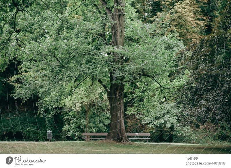 Baum, Mülleimer und Bank im Park Parkbank Rasen sitzen Sitzbank Papierkorb Natur Bäume Einsamkeit stumm Zweige u. Äste Sitzgelegenheit Erholung grün Tag Pflanze