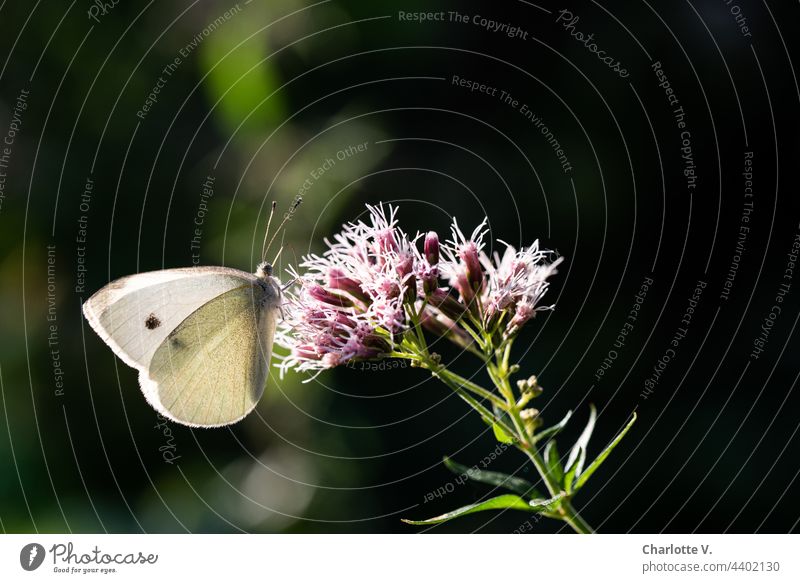 Kleiner Kohlweißling Schmetterling kohlweißling kleiner Kohlweißling Tier Natur Farbfoto Außenaufnahme Blüte Flügel Insekt Pflanze Sommer Nahaufnahme Blume