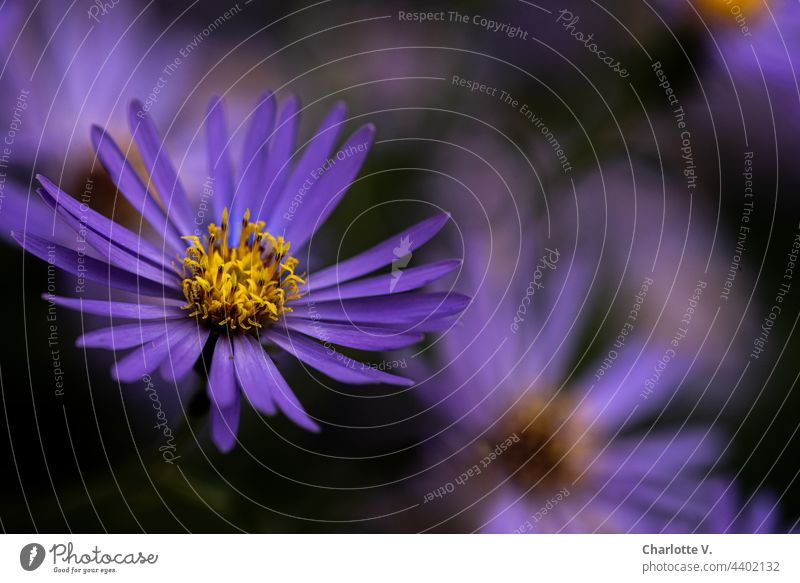 Violetter Rausch mit etwas Gelb Blüte Blütenstempel Blume Pflanze Makroaufnahme Farbfoto Natur Nahaufnahme Außenaufnahme Blühend Sommer gelb violett lila