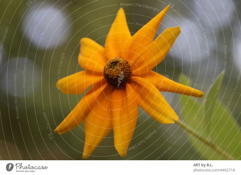 ins Bild gewachsen... blume blüte garten gelb solo solisten natur wunder