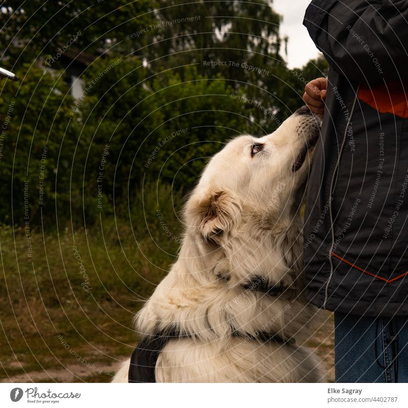 volle Konzentration-alles im Blick... Hund Haustier Tiergesicht Fell Schwache Tiefenschärfe Nahaufnahme Tierporträt Schnauze Außenaufnahme beobachten Nase