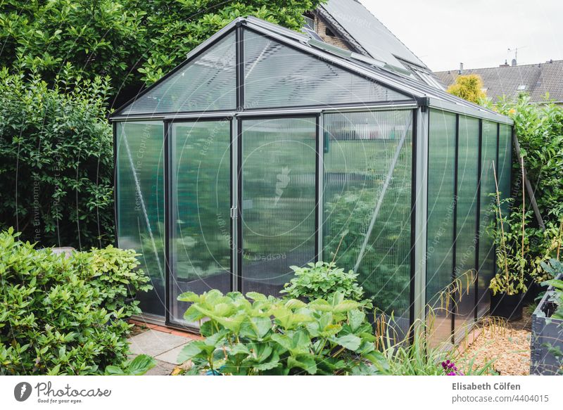 Gewächshaus im Garten Hochbeete wachsend Sommer im Freien Bauerngarten Ackerbau Isolierung (Material) Polycorbonat Paneele Tomaten geschmackvoll unreif Gemüse