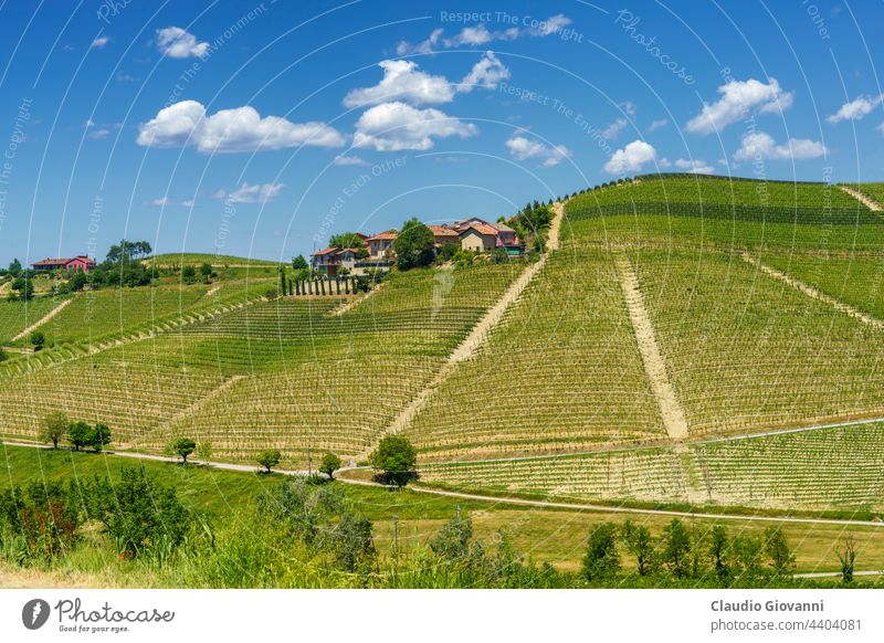 Weinberge von Langhe, Piemont, Italien im Mai Barbaresco Cuneo Europa Piemonte unesco Ackerbau Farbe Land Tag Bauernhof Feld Blume grün Hügel Haus Landschaft