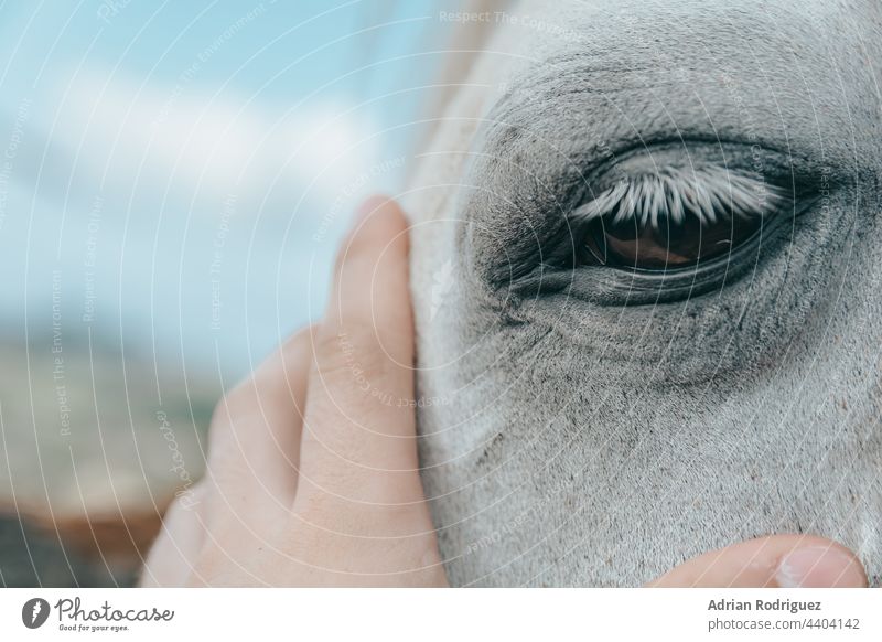 Pferdekopf mit Männerhand Auge Hand Natur Tier Gesicht Nahaufnahme Haut Behaarung Kopf Freundschaft Kontakt berührend Emotion Freunde leiderfüllt nachdenklich