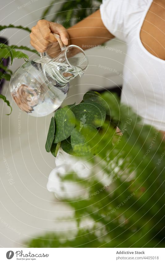 Frau gießt Pilea in Keramiktopf zu Hause Wasser Pflanze Kanonierblume Topf Affe Maul eingießen Garten vegetieren natürlich Botanik wachsen heimwärts sortiert