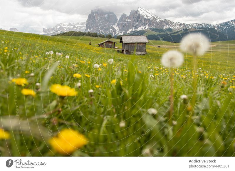 Bergdorf im grünen Tal an einem sonnigen Tag Berge u. Gebirge Dorf Hochland Wiese alpin Wohnsiedlung Haus Landschaft Dolomit Italien Alpen Seiser Alm Sommer