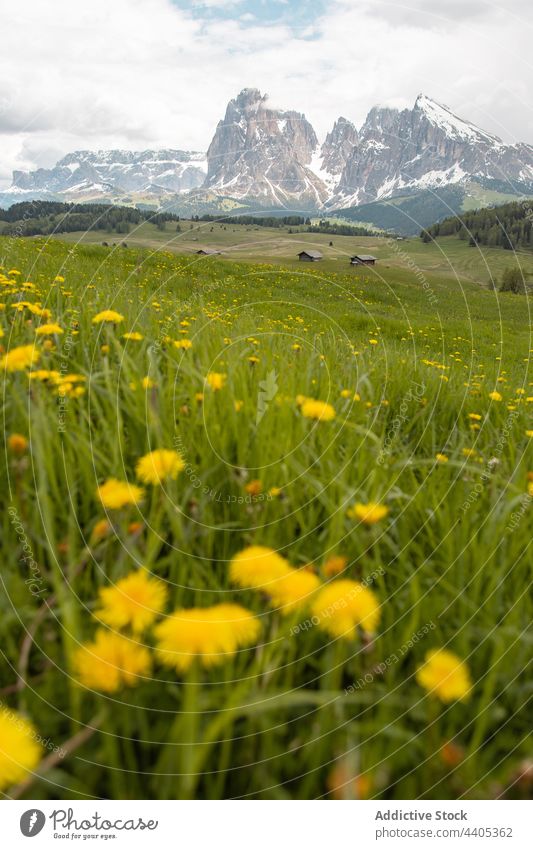 Bergdorf im grünen Tal an einem sonnigen Tag Berge u. Gebirge Dorf Hochland Wiese alpin Wohnsiedlung Haus Landschaft Dolomit Italien Alpen Seiser Alm Sommer