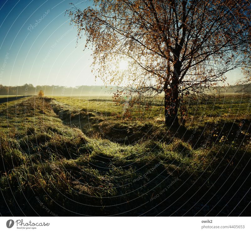 Draußen Baum Horizont Sträucher Gras unterwegs Schönes Wetter Umwelt Farbfoto Außenaufnahme Menschenleer Licht Schatten Kontrast Idylle Lichterscheinung