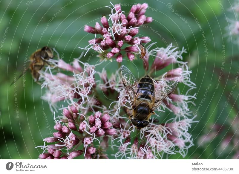 Eine Fliege auf einer Blume trinkt Nektar Natur wild Makro Tierwelt Garten grün Insekt gelb Hintergrund Farbe schön natürlich Sommer Blütezeit Nahaufnahme