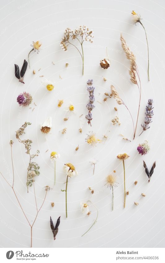 Flatlay von fast vertrockneten Blüten und Gräser Getrocknet getrocknete Pflanze Natur Sommer Wildpflanze natürlich Wildblumen Trocken Trockenblume Farbfoto