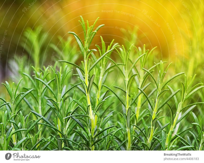 Grüner frischer Rosmarin würzige Kräutersprossen grün Nahaufnahme Blätter Sprossen aufblühen Gewürz Garten Ackerbau Lebensmittel Rosmarinus officinalis Kraut