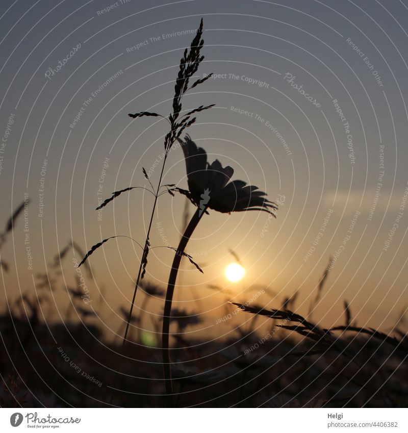 Silhouette von Gräsern und einer Margarite vor der Abendsonne Blume Blüte Abendstimmung Stimmung Gras Himmel Sonne Licht Schatten Sommer Natur Pflanze