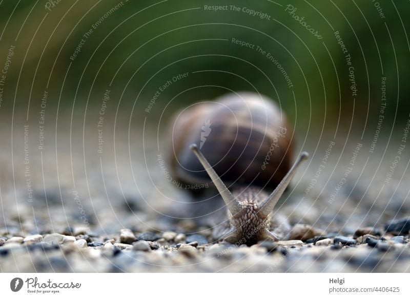 hey Schnecke - Nahaufnahme einer Weinbergschnecke, die auf einem Weg entlangkriecht Tier kriechen Makroaufnahme Froschperspektive Fühler Natur Farbfoto langsam