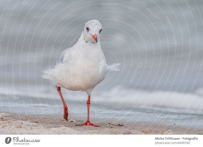 Möwe am windigen Ostseestrand Lachmöwe Chroicocephalus ridibundus Tiergesicht Kopf Auge Feder gefiedert Flügel Schnabel Vogel zerzaust Wildtier natürlich nah