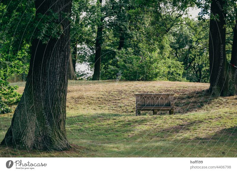 Baum und Bank im Park Parkbank Rasen sitzen Sitzbank Natur Bäume Einsamkeit stumm Zweige u. Äste Sitzgelegenheit Erholung grün Tag Pflanze Holz Garten Gras