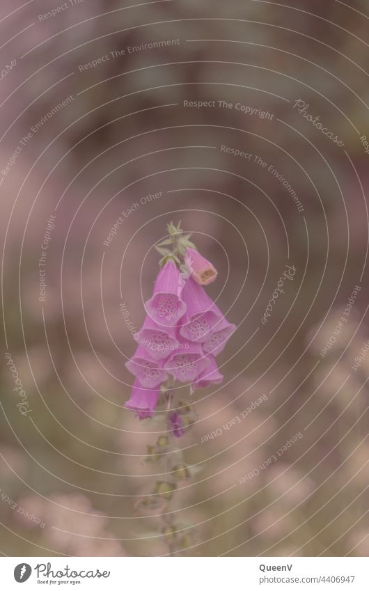 Roter Fingerhut hochgiftig Fingerkraut Fuchskraut Schwulstkraut Unserer-lieben-Frauen-Handschuh Waldglöckchen Waldschelle Pflanze Blume Wildpflanze Farbfoto