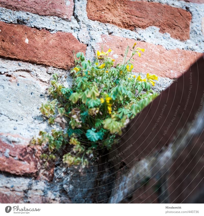 Mauerblümsche I Umwelt Natur Pflanze Schönes Wetter Blatt Blüte Wildpflanze Wand Stein Sand Backstein Blühend sitzen stehen Wachstum gelb grau grün rot Schutz