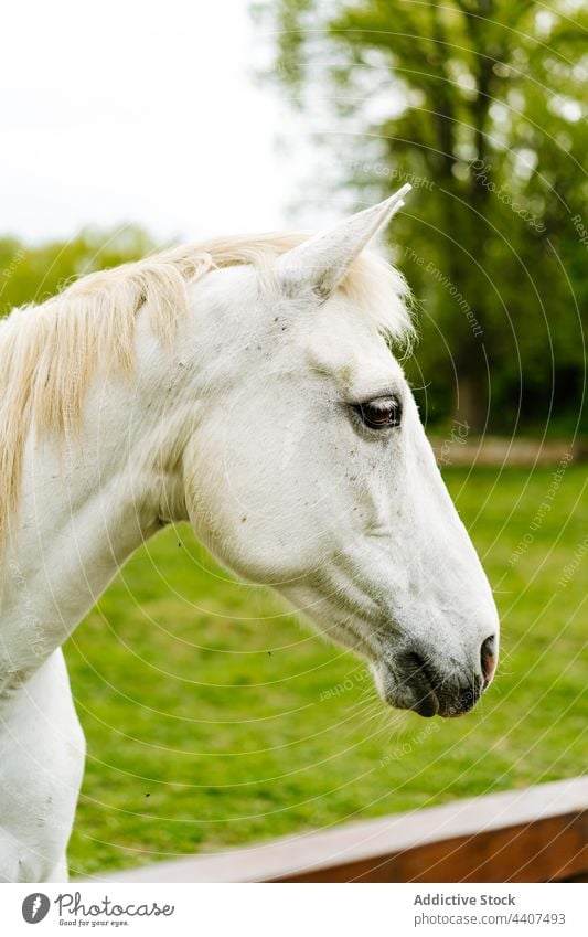 Graues Pferd hinter Zaun auf dem Lande grau Sattelkammer Weide weiden Landschaft Tier pferdeähnlich Ranch weiß Bauernhof Barriere züchten Säugetier heimisch