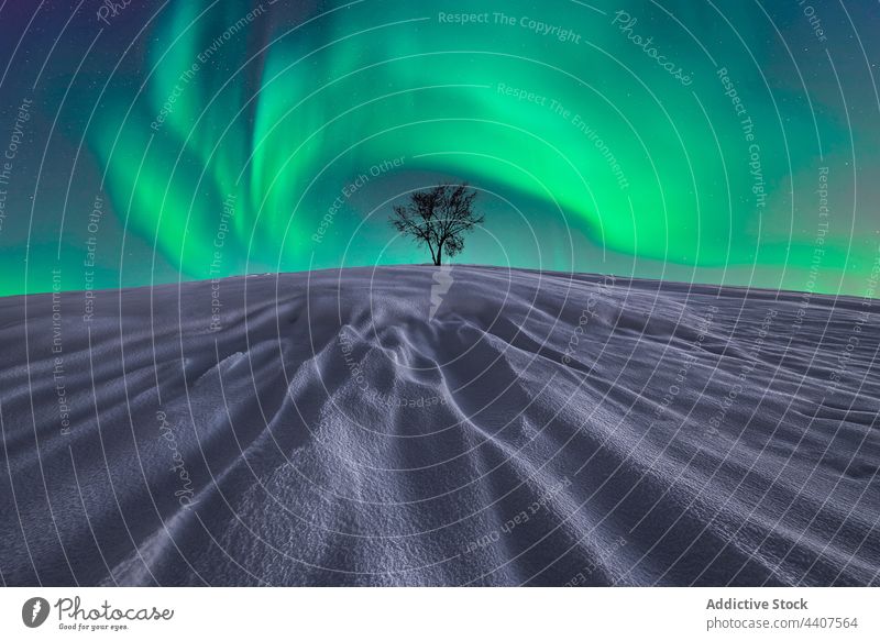 Erstaunliche Szenerie von Nordlichtern über verschneitem Gelände im Winter nördlich Licht Himmel Nacht Baum einsam Tal Schnee leuchten glühen kalt Landschaft