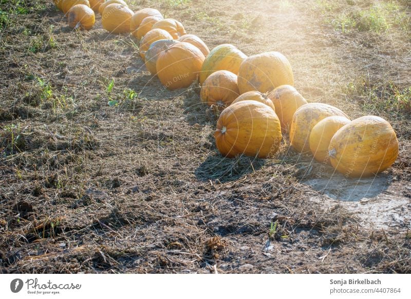 Herbstzeit, Halloweenzeit - Kürbisse zur Ernte aufgereiht auf einem Acker herbstlich Erntedank Erntedankfest Samhain Gemüse orange Lebensmittel