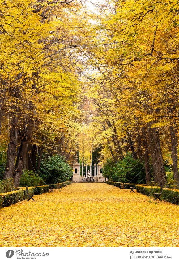 Lindenbäume im Herbst in den Gärten von Aranjuez, Spanien. Auf beiden Seiten Reihen von Lindenbäumen, die von Hecken umgeben sind. Man kann die ocker-, gold- und gelbfarbenen Blätter im Herbst sehen. Im Hintergrund ein Zierbrunnen