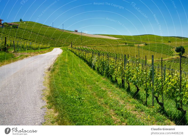 Weinberge von Langhe, Piemont, Italien im Mai Barbaresco Cuneo Europa Piemonte unesco Ackerbau Farbe Land Tag Bauernhof Feld Blume grün Hügel Haus Landschaft