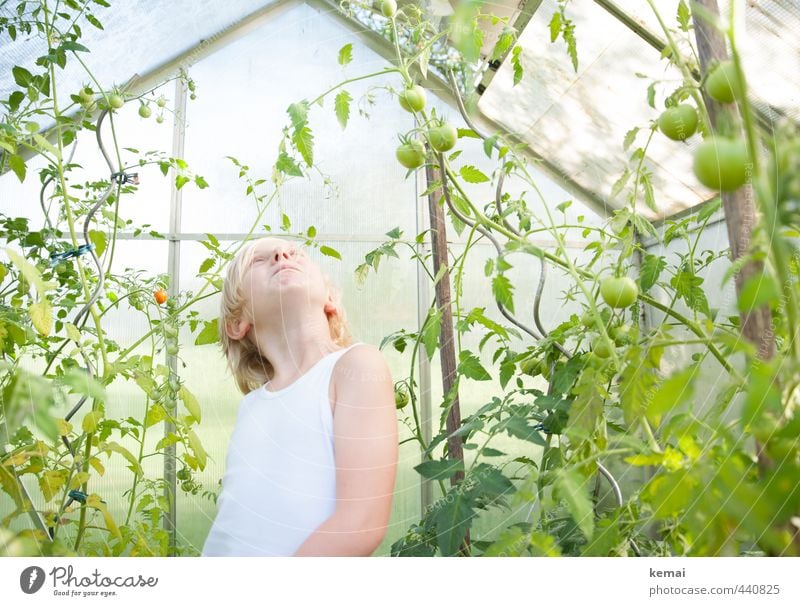 Blonder Junge in mitten von grünen Tomaten in Gewächshaus Lebensmittel Gemüse Ernährung Bioprodukte Vegetarische Ernährung Slowfood Mensch maskulin Kindheit