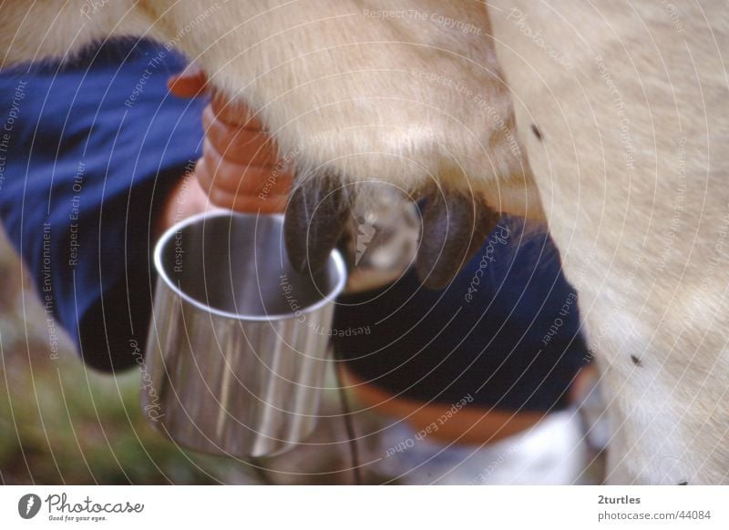 milkshake melken Kuh Becher Euter Milch Zitze