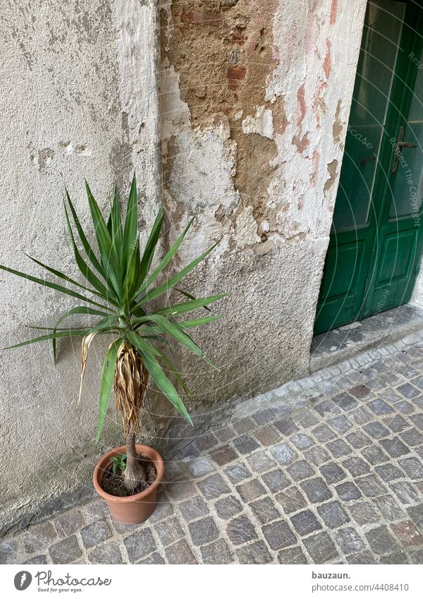 palme. Palme Pflanze topfplanzen grün Blatt Grünpflanze Außenaufnahme Fassade Eingangstür Tür Haus Wand Menschenleer alt Bauwerk Farbfoto Mauer Gebäude trist