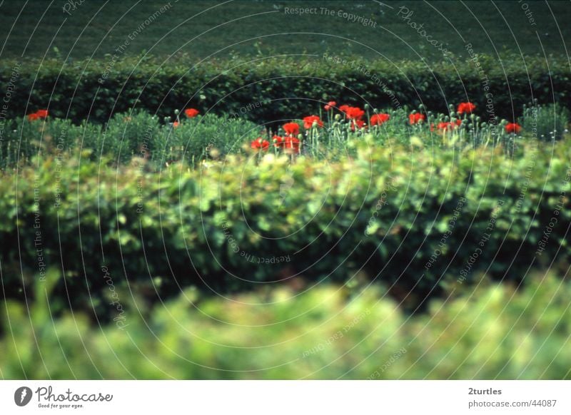 heckenschützen Hecke Mohn grün rot Blume Buga 2005