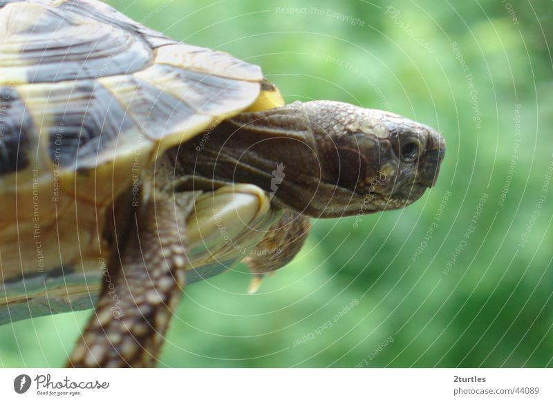 flying turtle Schildkröte Reptil Griechische Landschildkröte UFO Turtle Ostrasse gepanzert