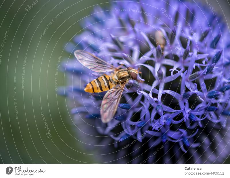 Schwebefliege auf einer blauen Kugeldistel im Garten Natur Flora Fauna Tier Insekt Fliege Pflanze Blüte Distel Sommer Blau Grün Gelb Tag Tageslicht