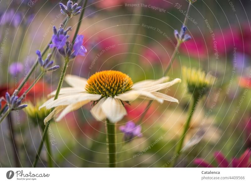 Blumenbeet mit Echinacea und Lavendel wachsen Botanik Echinacea purpura Rosa Lila Blüte Pflanze Sommer Wiese duften verblühen Tageslicht Garten Flora Natur