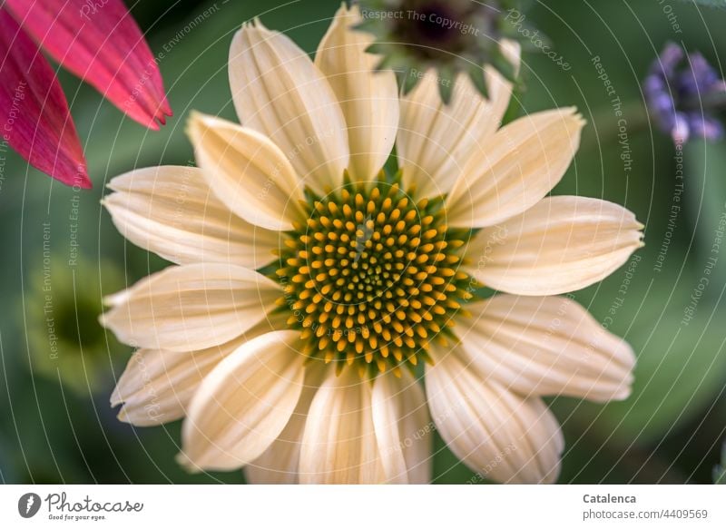 Echinacea purpurea aus der Vogelperspektive Natur Flora Garten Tag Tageslicht blühen Gelb Grün verblühen duften Blume Wiese Sommer Pflanze Blüte Rosa Lila