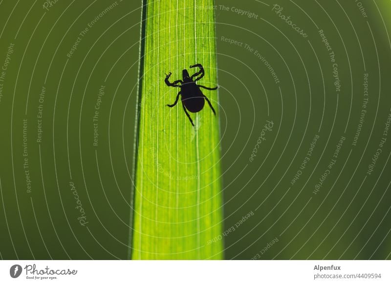 gefährlich Zecke Tier bedrohlich Krankheit Ekel Makroaufnahme Farbfoto Nahaufnahme Angst Tierporträt klein Außenaufnahme Spinne Menschenleer braun zeckenplage