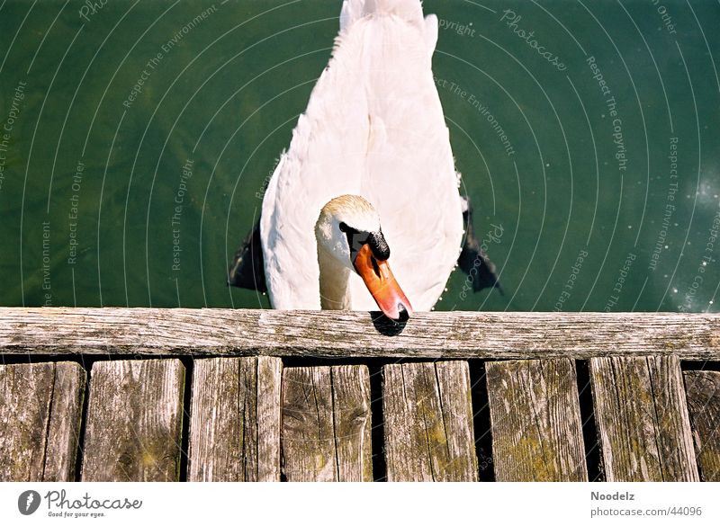 the swan Schwan weiß grün Zürich See Sonne Steg Tier Natur