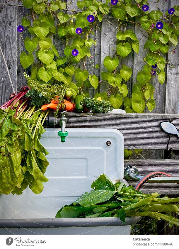 Frisches Gemüse nach der Ernte im Gemüsegarten Natur Flora Pflanze Nahrungsmittel Lebensmittel Gesunde Ernährung Landwirtschaft Bioprodukte