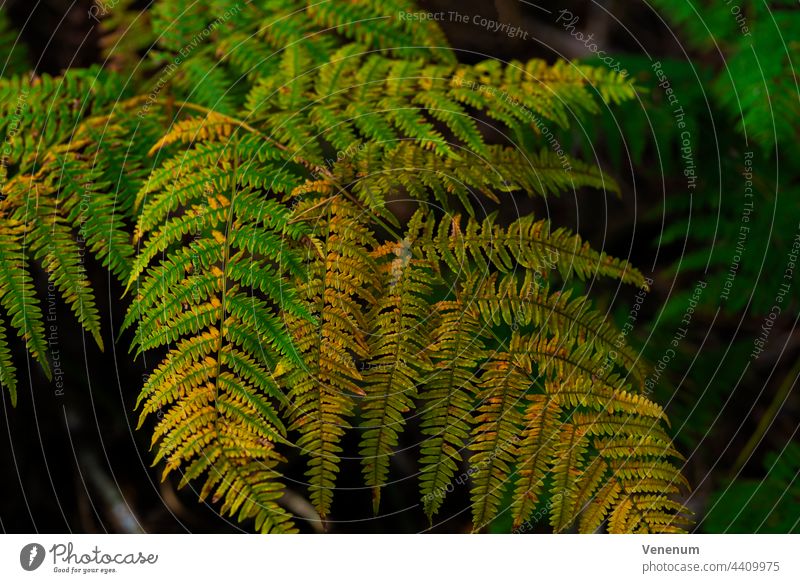 Herbstanfang, Farn verfärbt sich langsam, leichte Schärfe, schönes weiches Bokeh Wurmfarn Natur Pflanze Pflanzen Farnarten Farnblatt Blatt Blätter