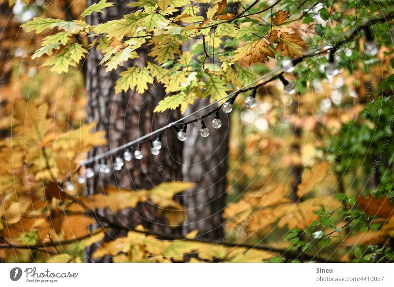 Lichterkette im Herbstwald Glühbirne Beleuchtung Lampe Outdoor-Beleuchtung Dekoration & Verzierung Gartenpartydeko Party Feier & Fest Herbstlaub Herbstfarben