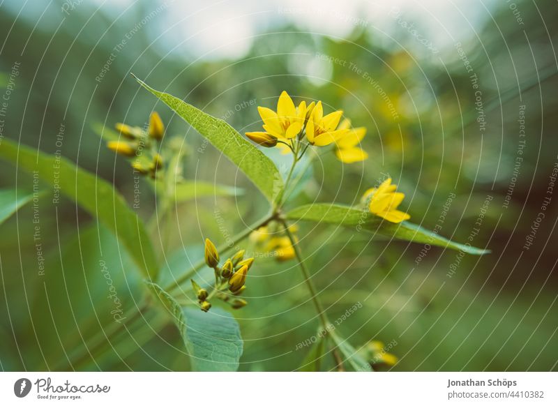 Gelbe Blüten Nahaufnahme Weitwinkel mit grünen Blättern gelbe Blume Makro Pflanze Waldwiese Wiese Wildpflanze Natur Außenaufnahme Blühend Farbfoto Menschenleer