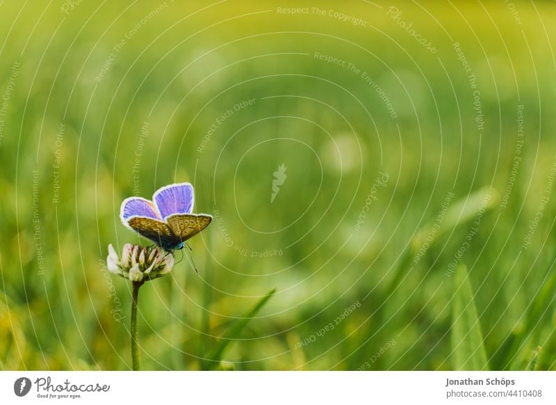 Schmetterling auf Blume vor grüner Wiese Blüte Insekt Nahaufnahme Makro Details Natur schmetterlinge Pflanze Tier Sommer Umwelt schön Frühling Garten