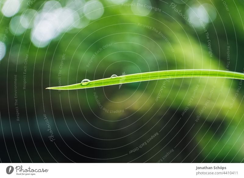 Regentropfen Nahaufnahme auf grünem Grashalm Wassertropfen Tropfen Halm Pflanze Makro Bokeh minimalistisch Natur Wald draußen nass natürlich Detailaufnahme