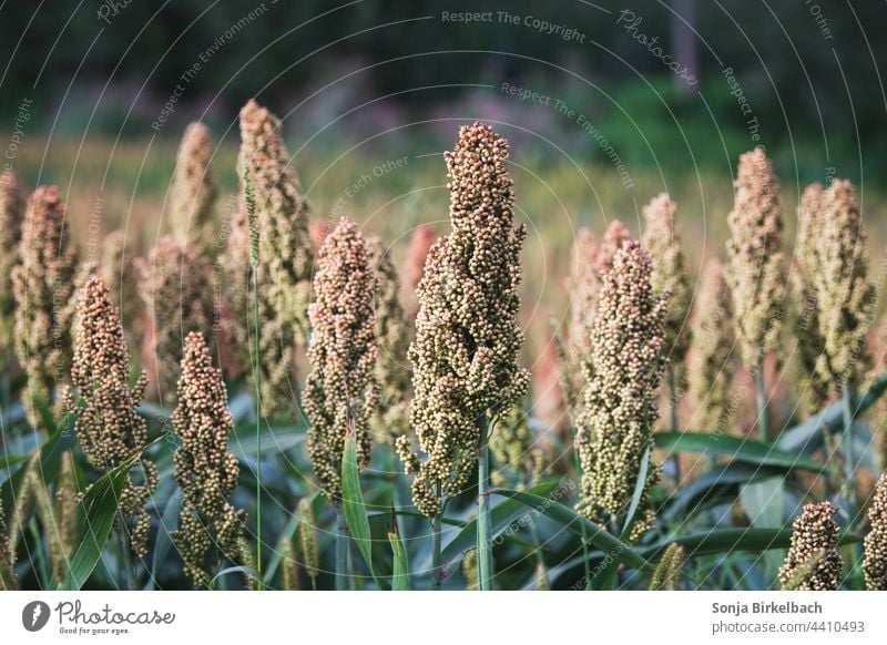 Sorhumhirse auf dem Feld - vielfältig einsetzbar Hirse Sorghum Sorghumhirse Futtermittel Nahrungsmittel Getreide Ackerbau Feldfrüchte Bioethanol Energieträger