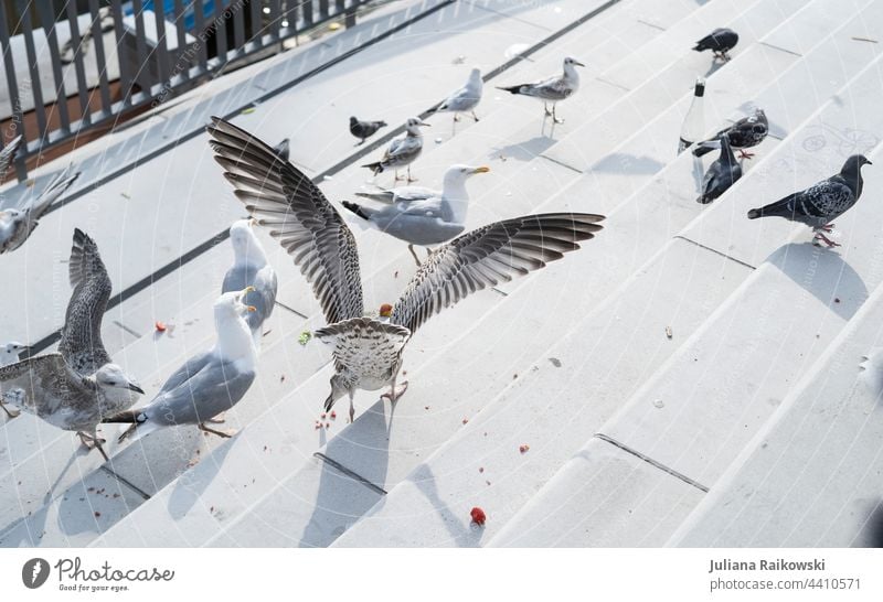 Möwenfütterung in Hamburg Vogel Meer fliegen Flügel Möve Tier Freiheit Feder Schnabel See Sommer Natur Küste Ferien & Urlaub & Reisen Ostsee Fischland Nordsee