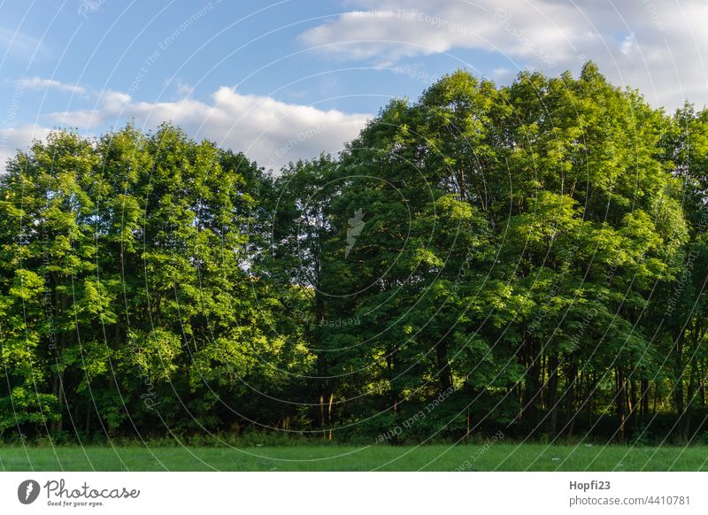 Landschaft im Sommer Natur Nahaufnahme ländlich Himmel Baum Außenaufnahme blau Menschenleer Tag Farbfoto Sonnenlicht Wetter Kontrast Schatten Licht Wald Pflanze