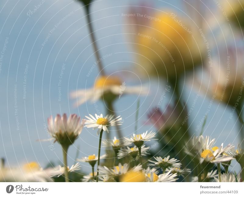 Gänseblümchenwiese Wiese Gras Blume grün gelb Blüte Frühling Sommer Sonne Blauer Himmel blau daisy flower bloom grassland