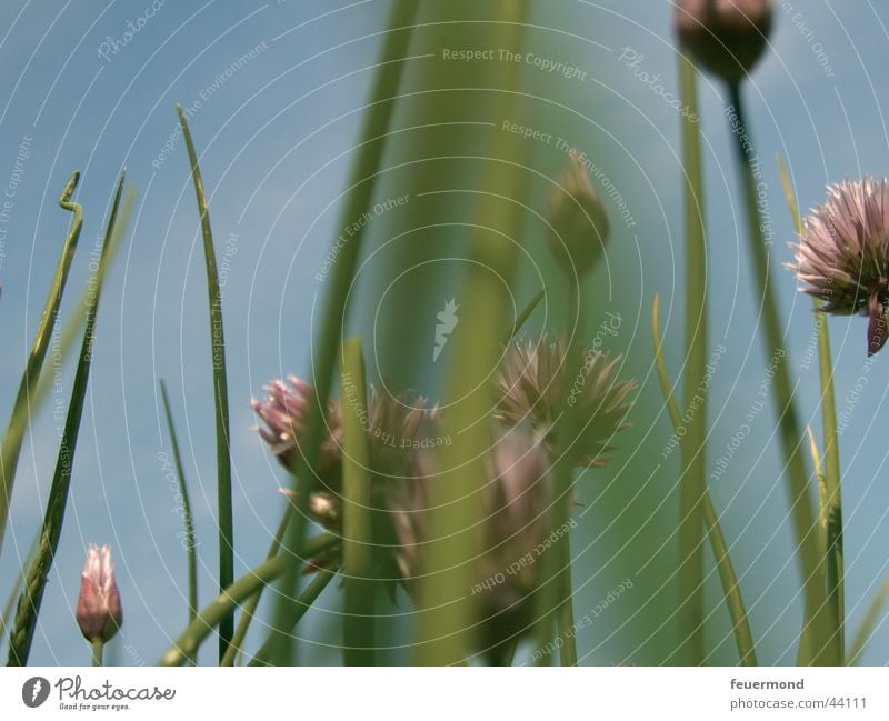 Schnittlauch Wiese Gras Sommer kochen & garen grün violett Ernährung Bewegung Blauer Himmel blau chive Unkraut