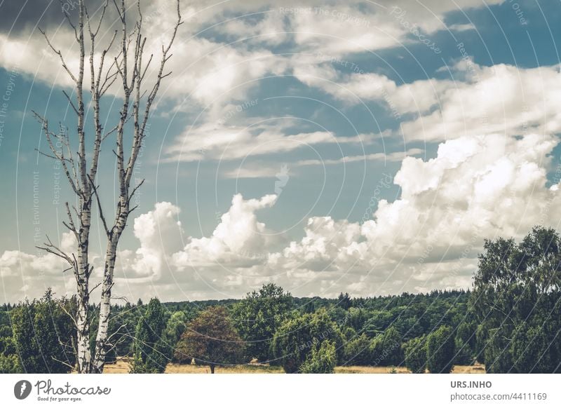 die zwei Baumstämme der kahlen Birke stehen stolz und aufrecht vor einem dunkelgrünen Wald Birkenstamm Baumstamm Stamm Wolken wolkig alleine Stämme twin duo