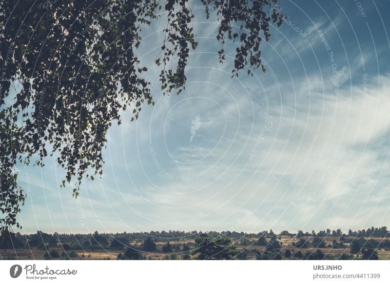 Wie ein Vorhang geben die Äste des kleinblättrigen Baumes den Blick auf die weite Heidelandschaft frei Lüneburger Heide Menschenleer Landschaft Zweig Szene